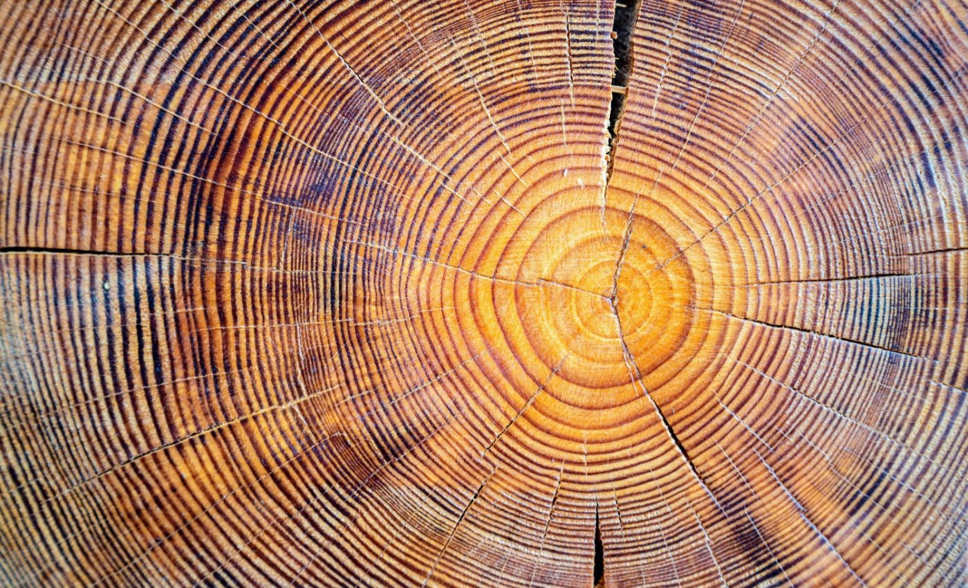 Mature forests play a surprising role in climate mitigation