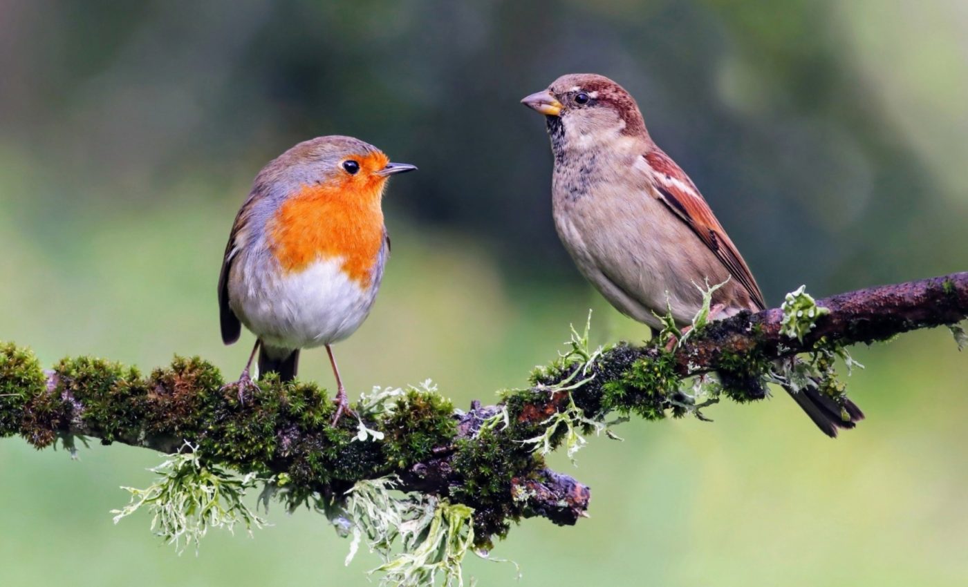 Songbirds benefit from social networks during migration