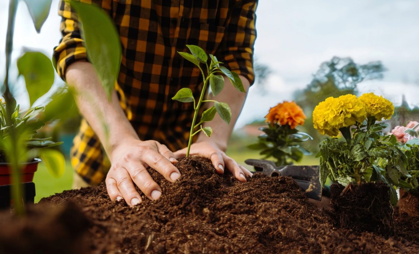 Deadly fungus found in garden soils across America