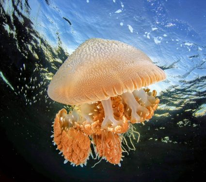 2024/08/Jellyfish-food2.jpg