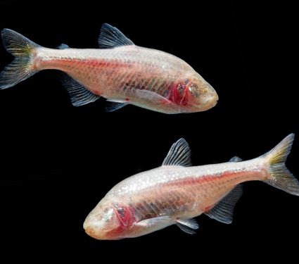 2024/08/Blind-cavefish.jpg