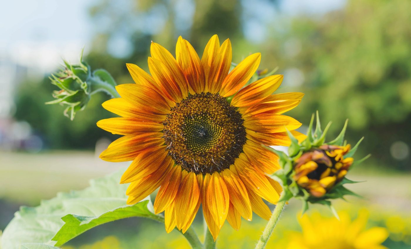 Why do sunflowers spin and wiggle as they grow?