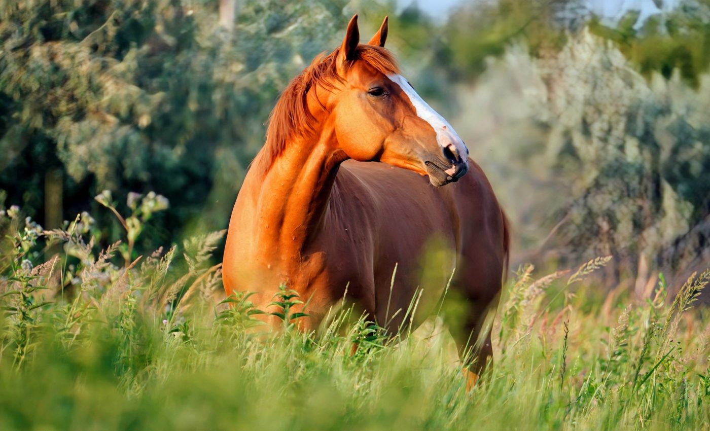 Horses have much higher intelligence than we thought