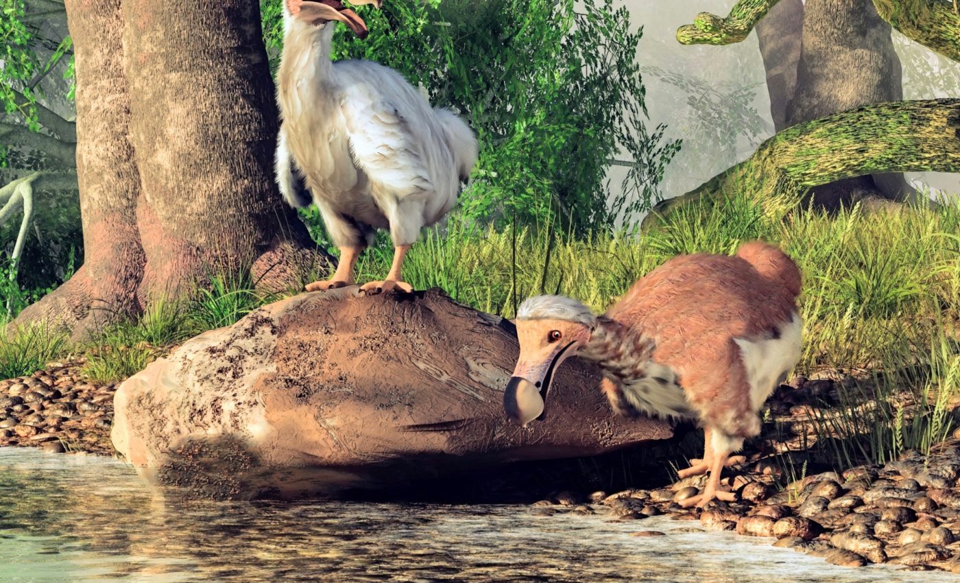 Dodo birds were much more active than we previously thought
