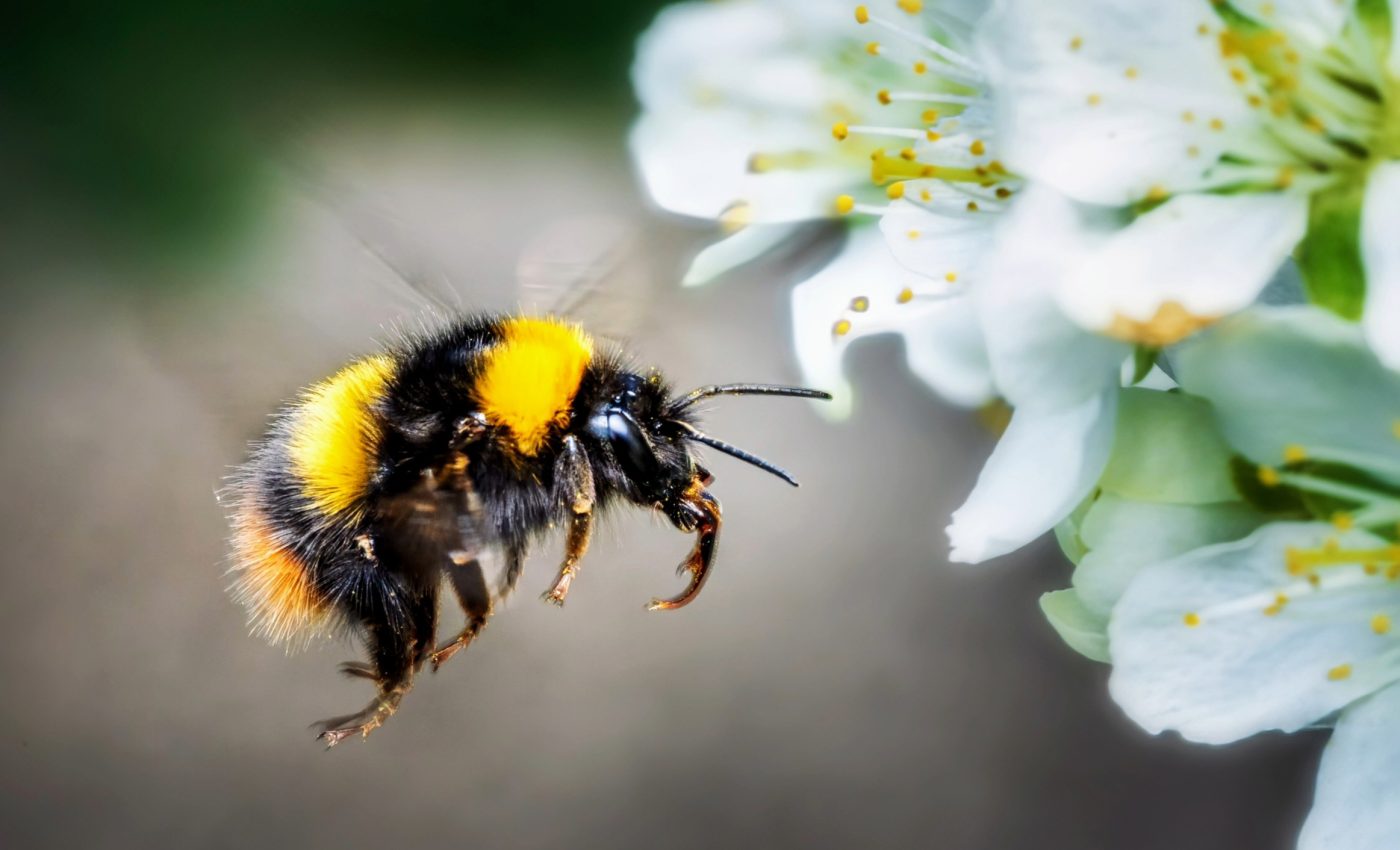 Can bumblebees navigate better than humans?