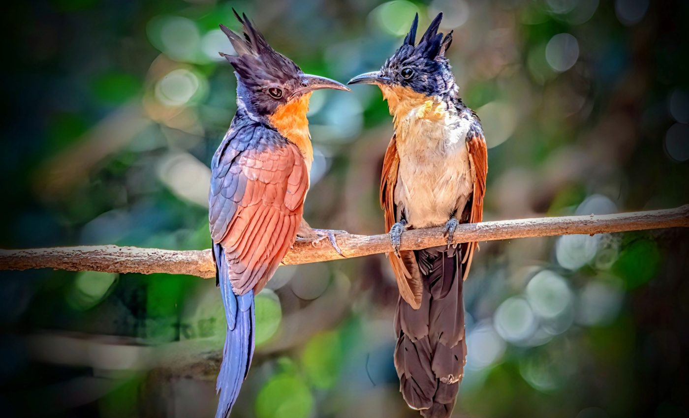 Bird migration is influenced by social relationships