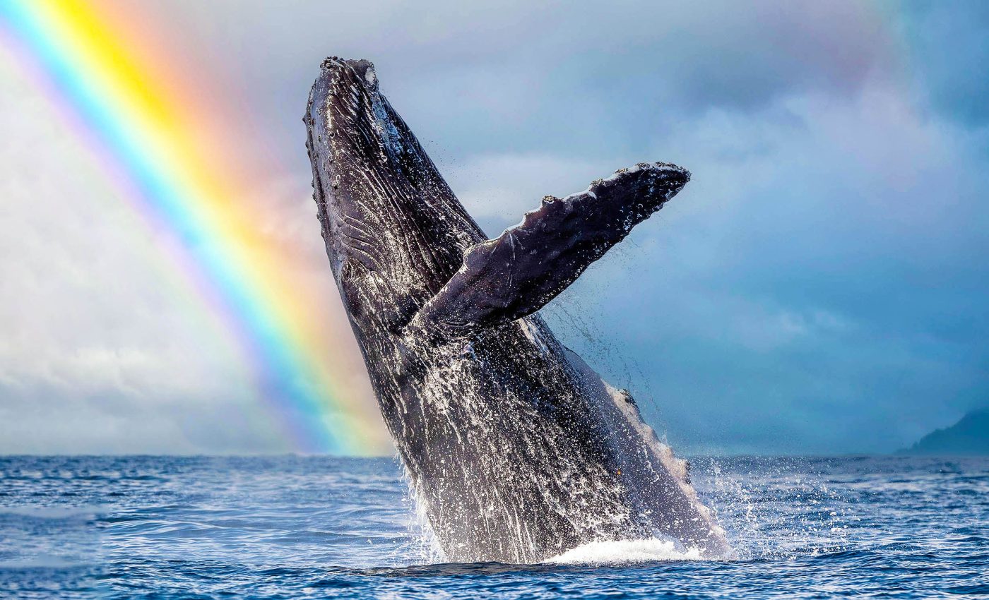 Add humpback whales to the list of animals that build and use tools
