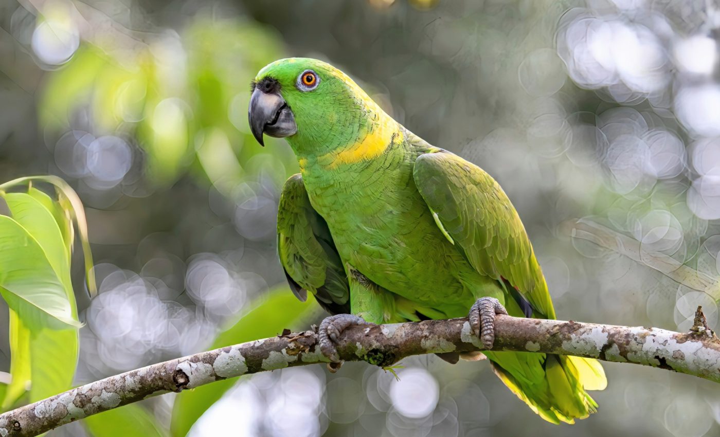 Birds have regional accents, just like humans