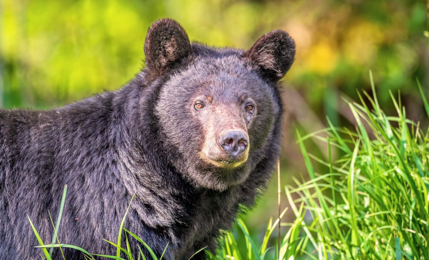 Human-wildlife overlap is rapidly rising across the globe