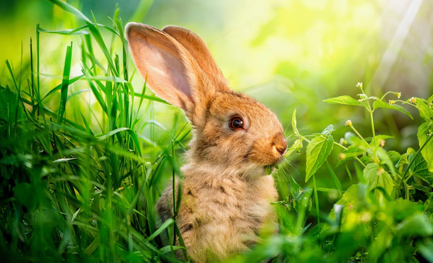 How do domestic rabbits thrive in the wild?