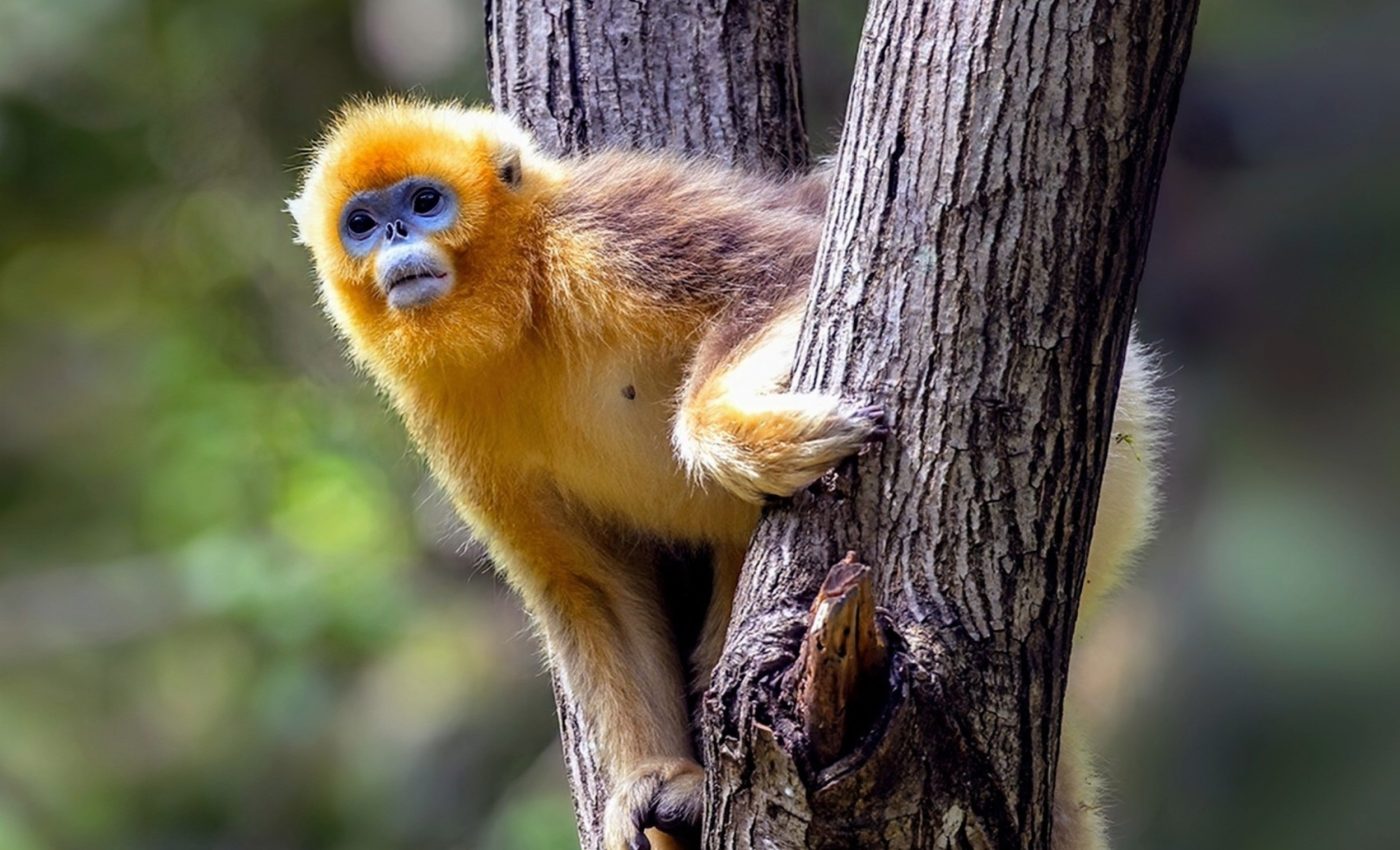 Visually striking primate features ease tension and reduce conflict
