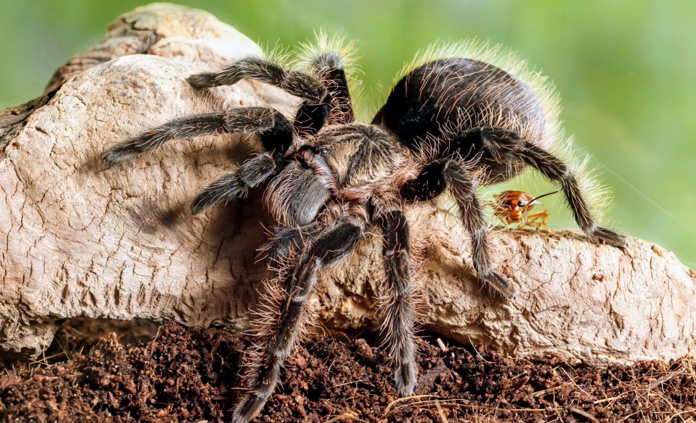 Tarantulas have beneficial partnerships with other species