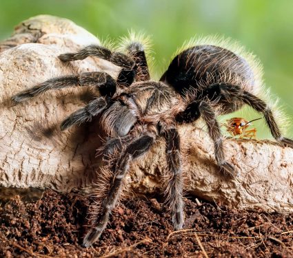 2024/08/Tarantulas-partnerships.jpg