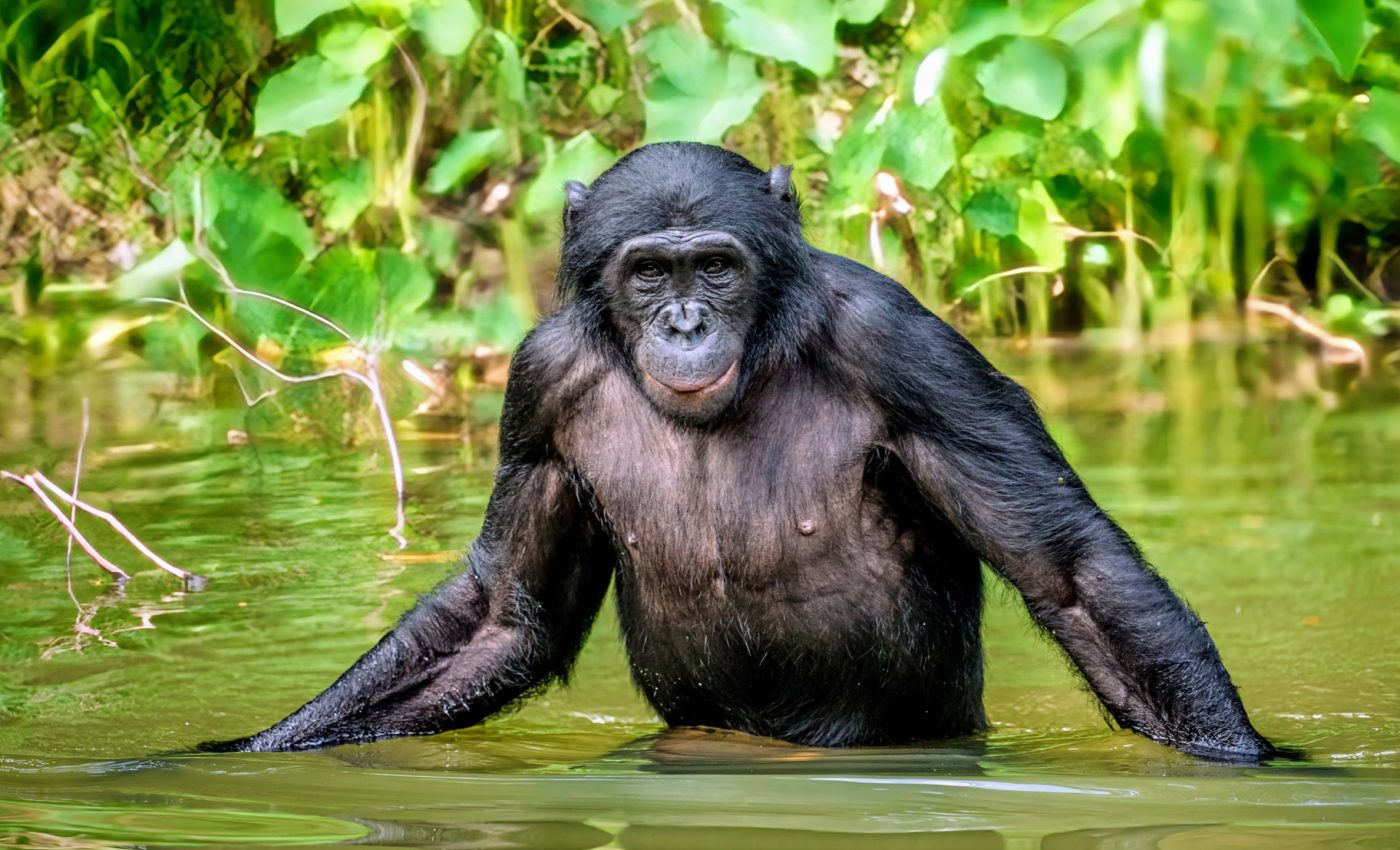 Bonobos are the only primates, including humans, that don't kill others in their species