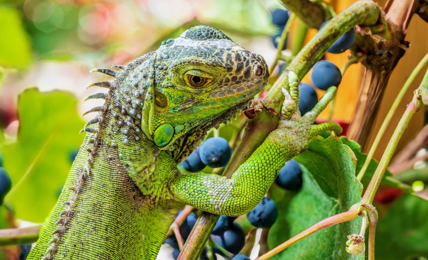 Animals with high body temperatures often become herbivores