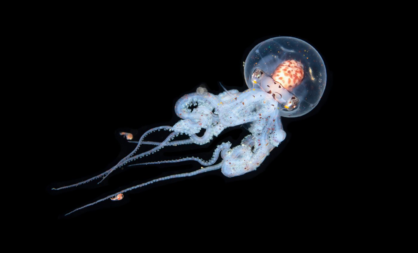 "Dark oxygen" in Earth's deep seas may hold clues about alien life