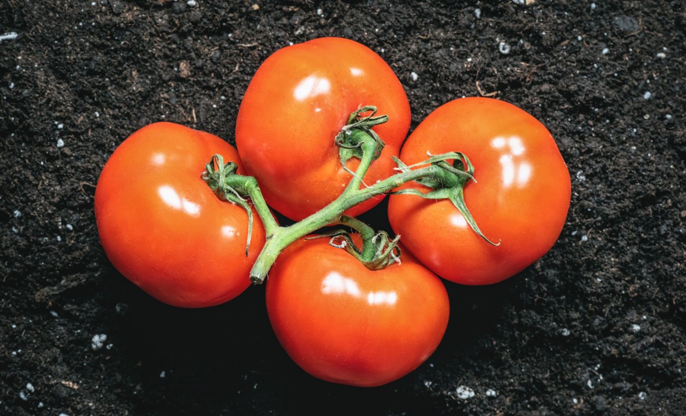Space tomatoes are ready for an unprecedented mission