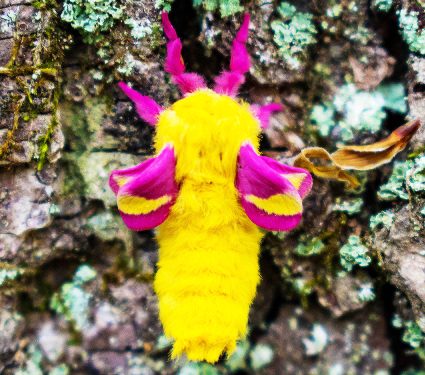 2024/08/rosy-maple-moth_tree-bark_disco-gene_1m.jpg