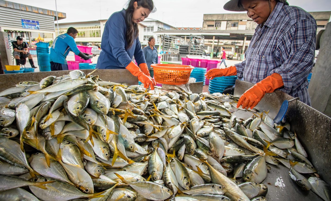 Fish stocks are collapsing globally as overfishing continues
