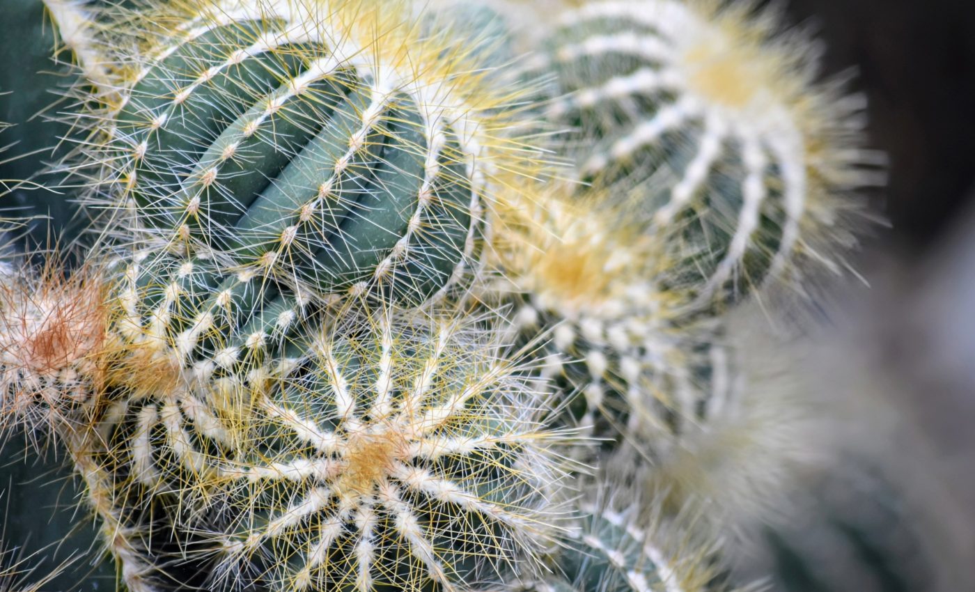 What's the secret behind the stunning diversity of cacti?
