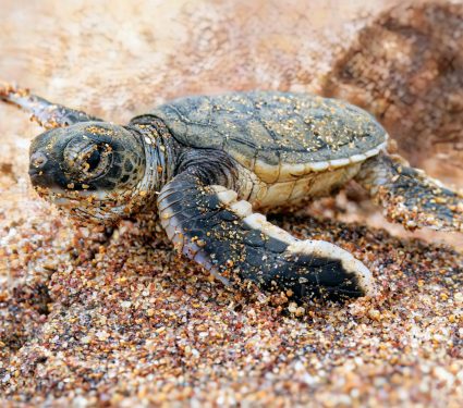 2024/08/Rainfall-turtle-hatchlings.jpg