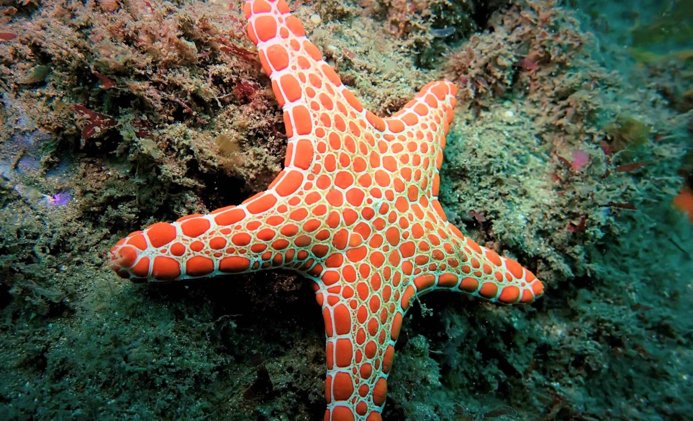 Starfish break off their arms to evade danger and regenerate them later