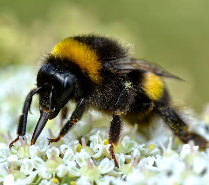 2024/08/Climate-change-bumblebee2.jpg