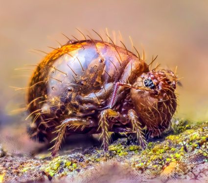 2024/09/Globular-springtails.jpg