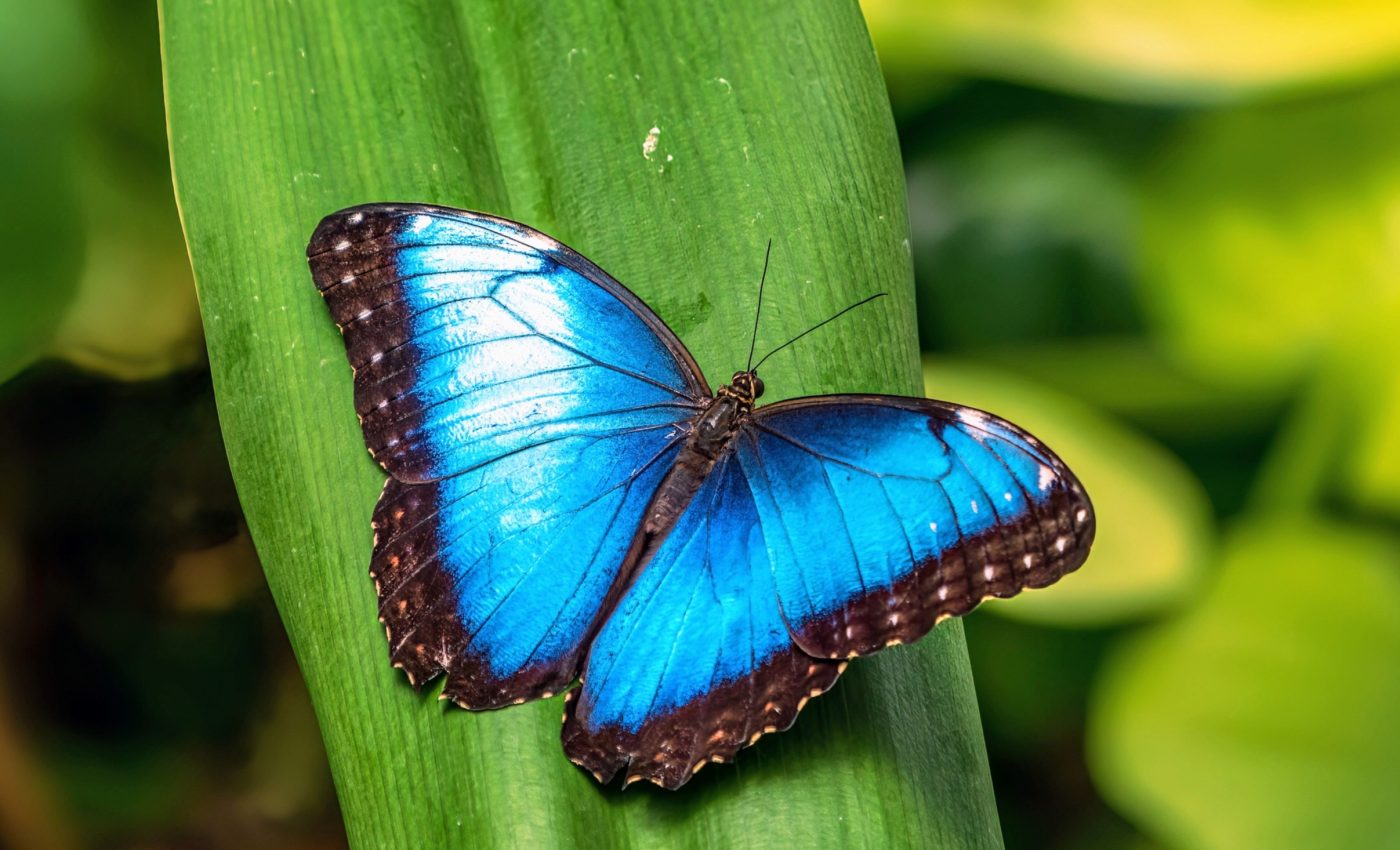 Butterflies can be saved if we manage their habitats