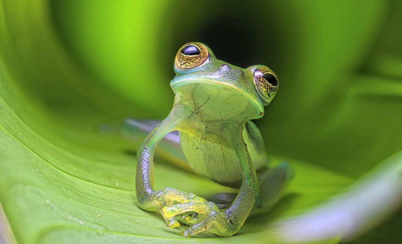 Why do some animals evolve to become miniature?