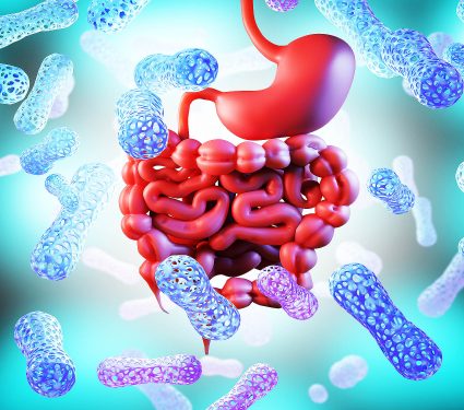Probiotic,Background.,Gastrointestinal,Tract.,Large,And,Small,Intestine,With,Bifidobacteria.