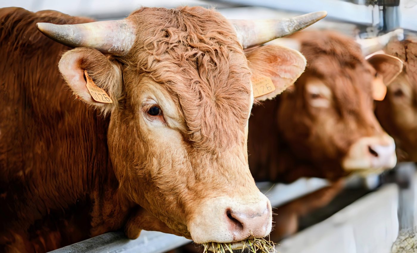 Beef industry can cut emissions by 30% with sustainable practices