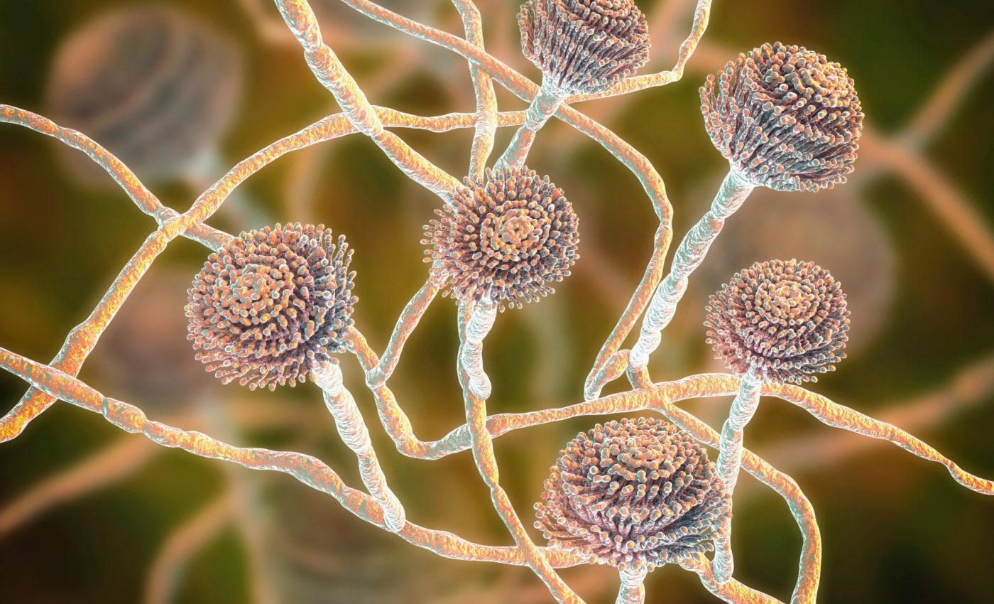 How do deadly molds attack the immune system of humans?