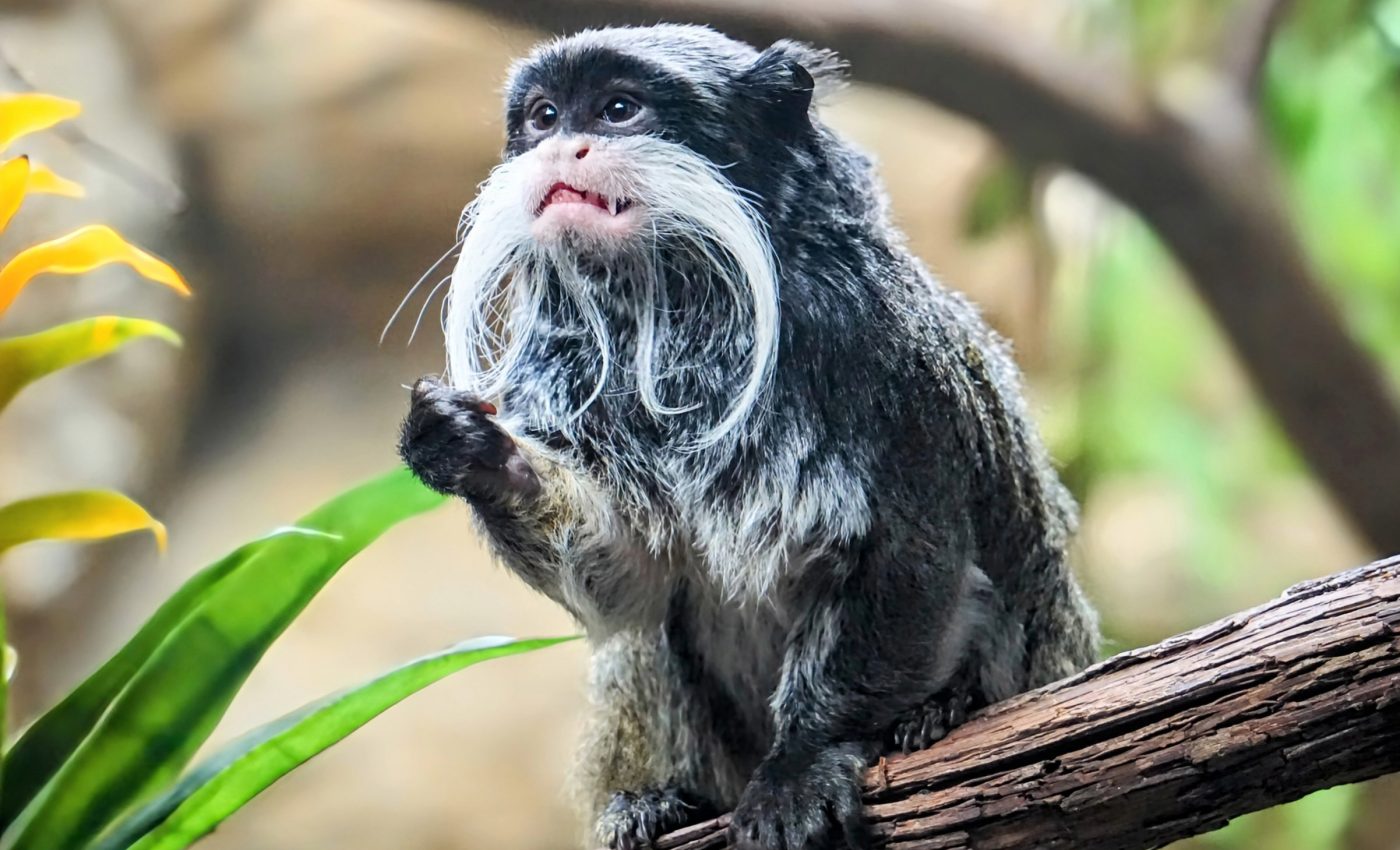 How the Amazon became a biodiversity hotspot