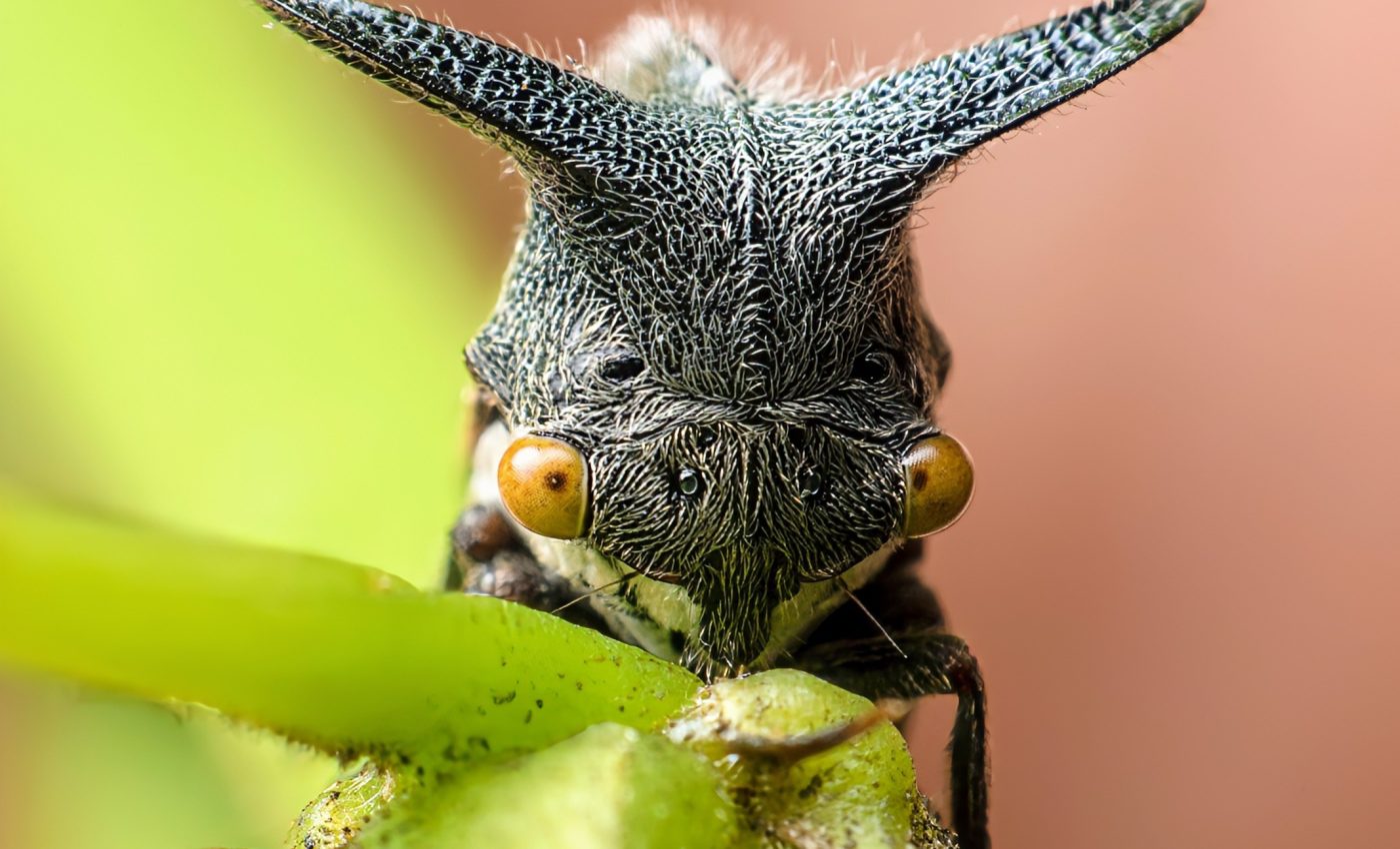 Treehoppers secretly communicate by making plants vibrate