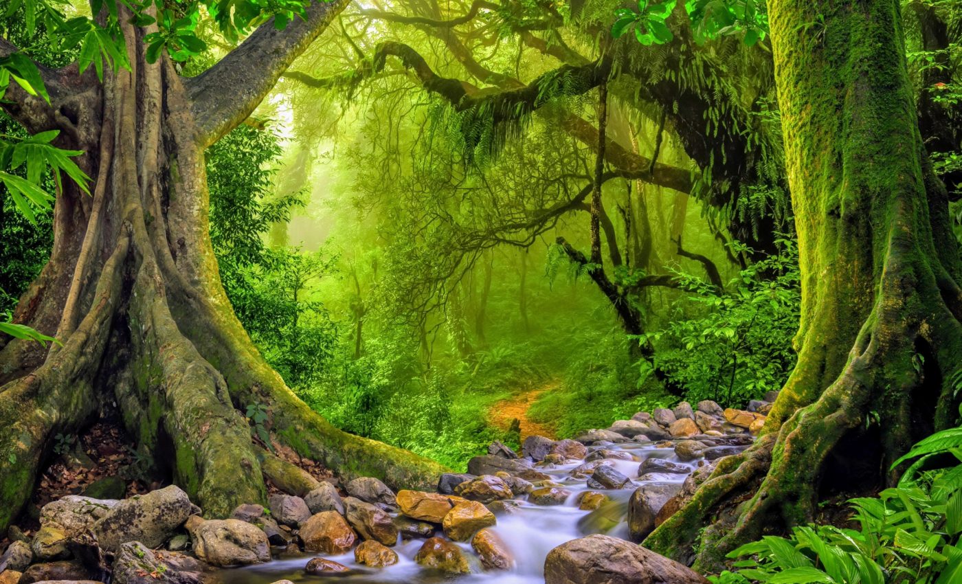 Ozone pollution is stunting tropical forest growth