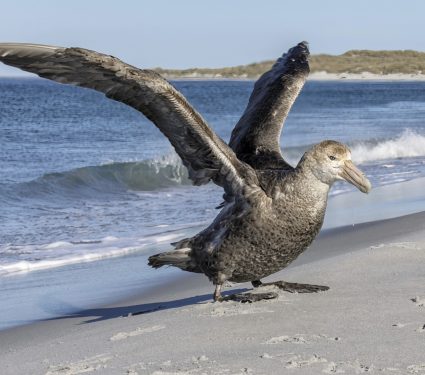 2024/09/Seabirds-food.jpg