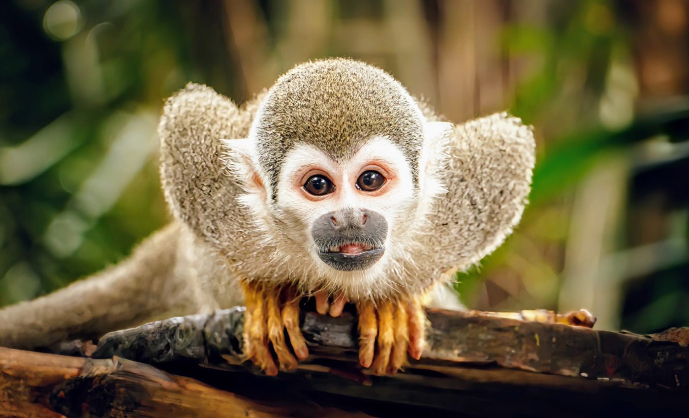 Nearly 40% of climate-critical Amazon rainforest is unprotected