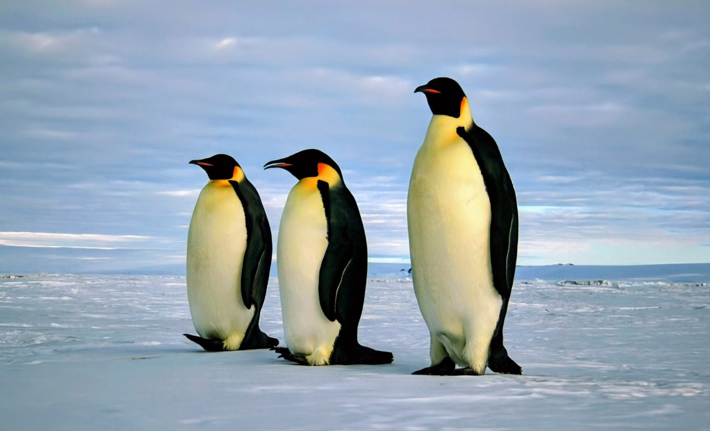 When will the Antarctic ice sheet collapse?