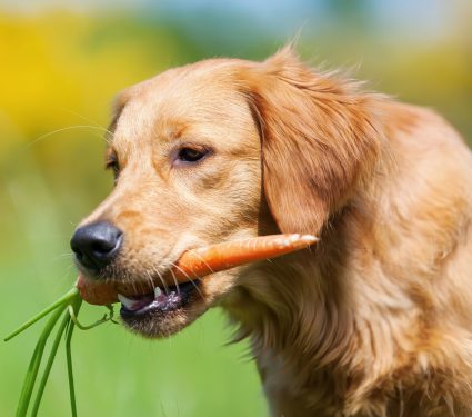 2024/09/Dog-vegan-diet.jpg