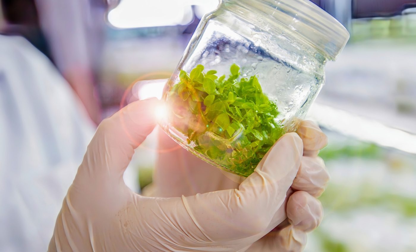 How plant stem cells could support human growth