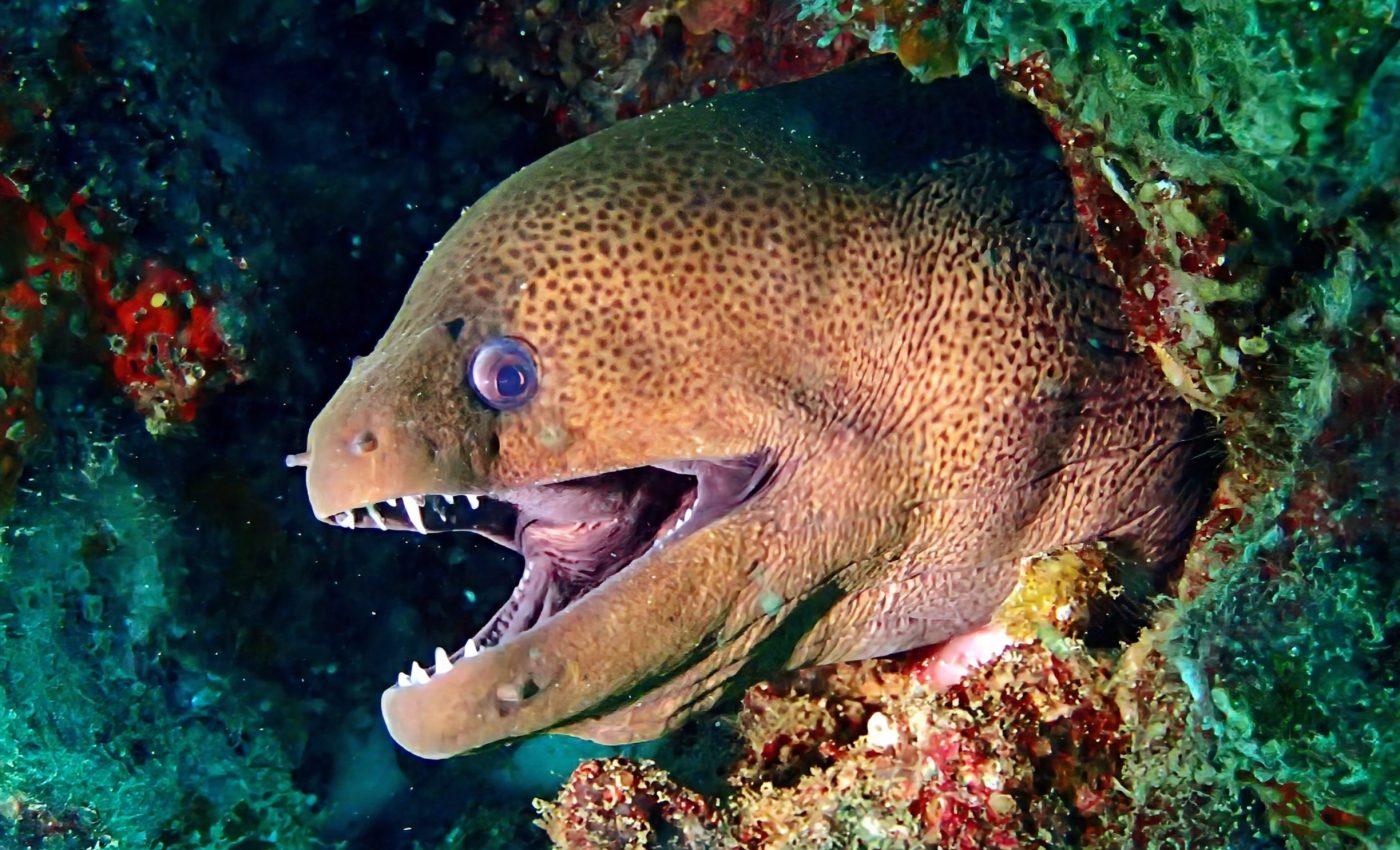 Electric eels have a secret weapon to generate electricity