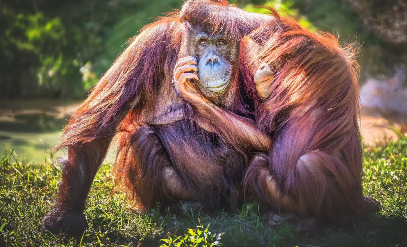 Primate bonds are not just about love - they're strategic