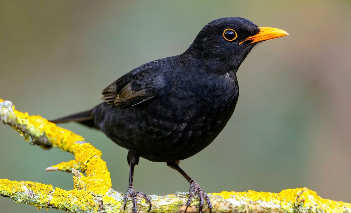 Blackbirds reveal the true energy costs of migrating