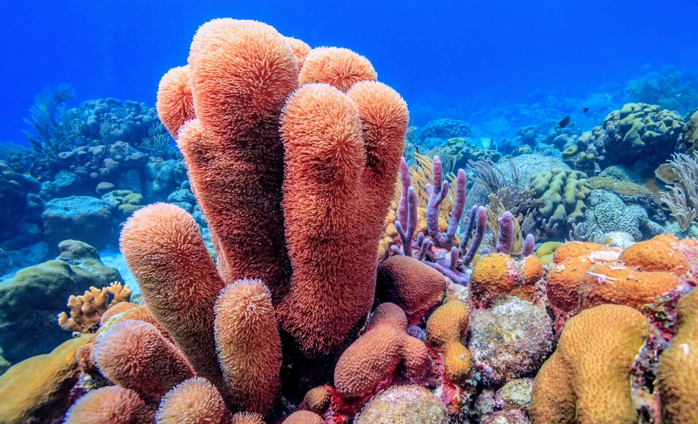 ‘Coral seeding’ increases resistance to extreme heatwaves