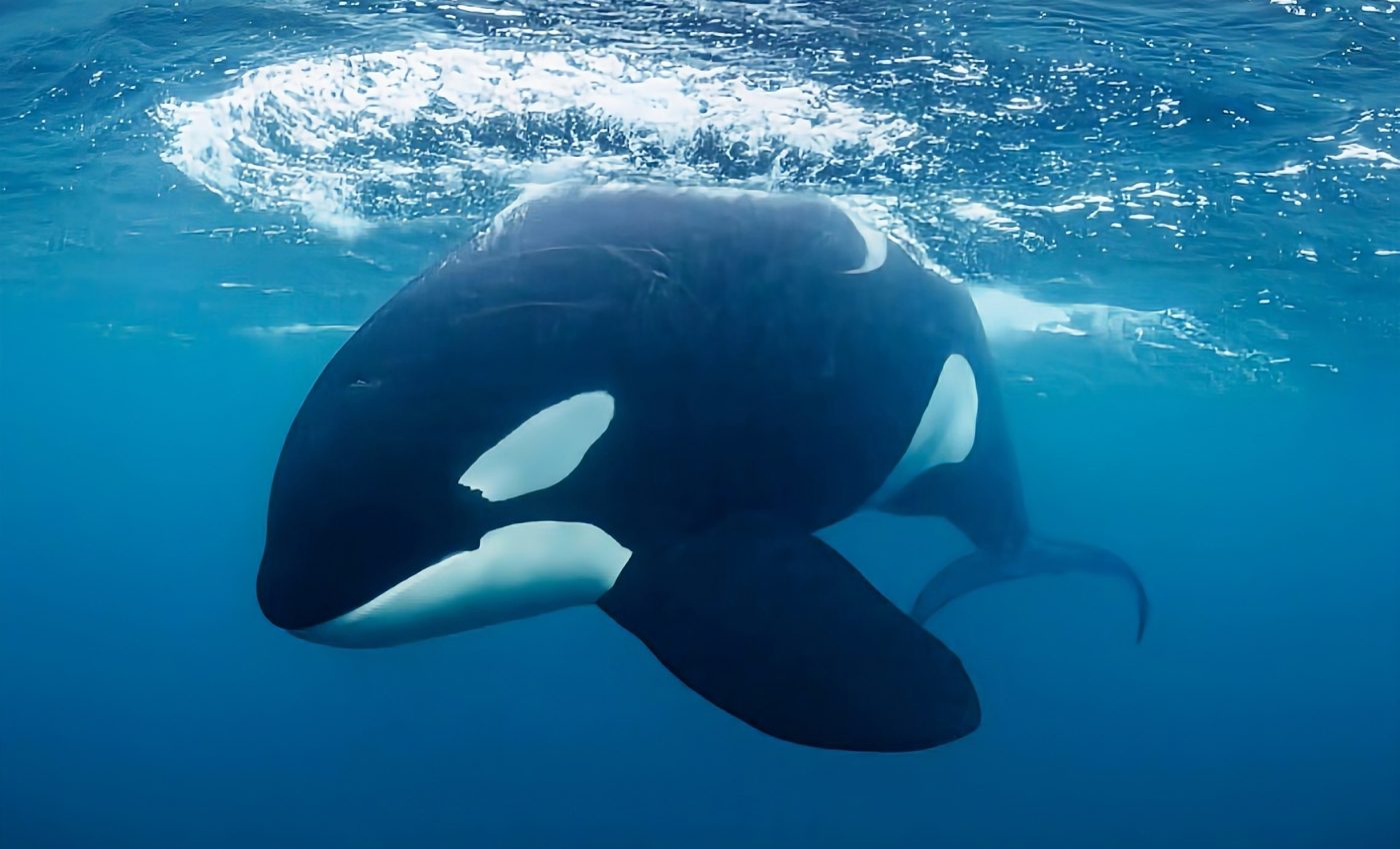 Flexible diets are key to killer whale survival