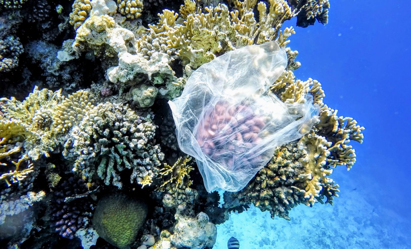 Microplastics found in the tissue and skeletons of corals