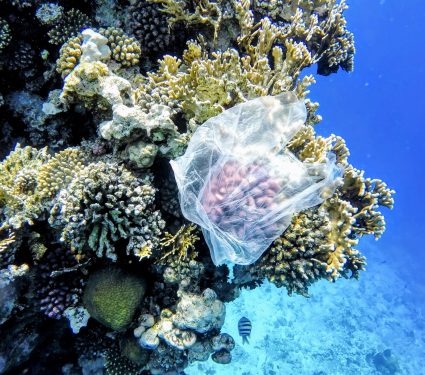 2024/09/Microplastics-corals.jpg