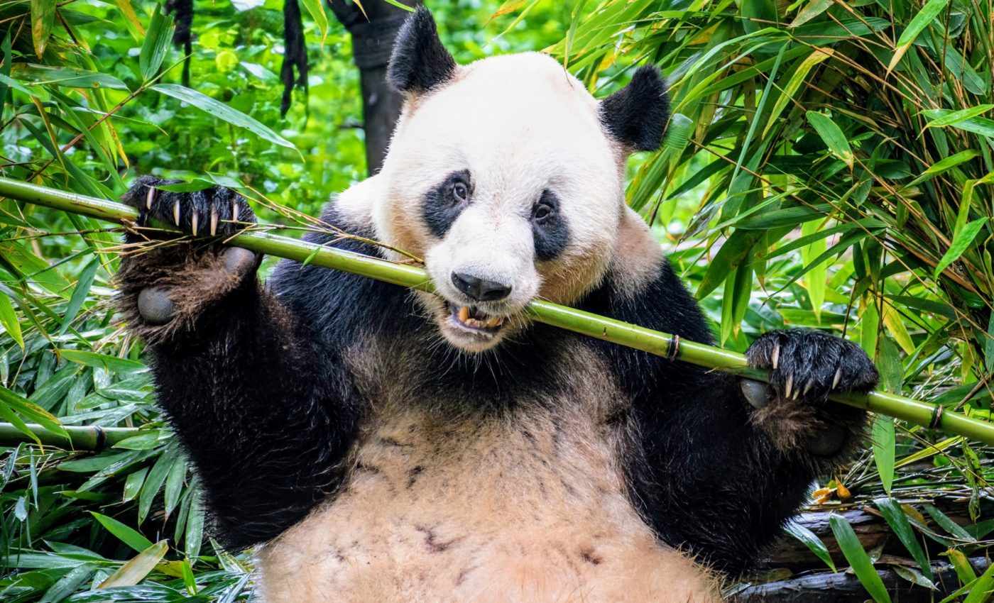 Ancestors of giant pandas had a completely different diet