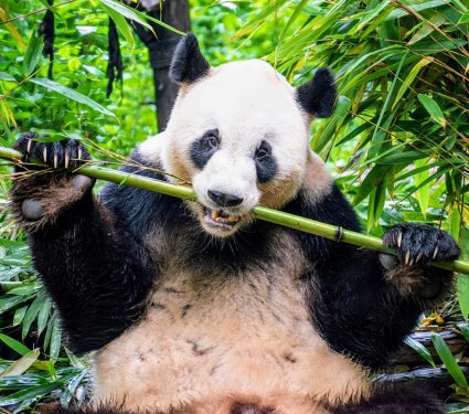 2024/09/Panda-diet.jpg